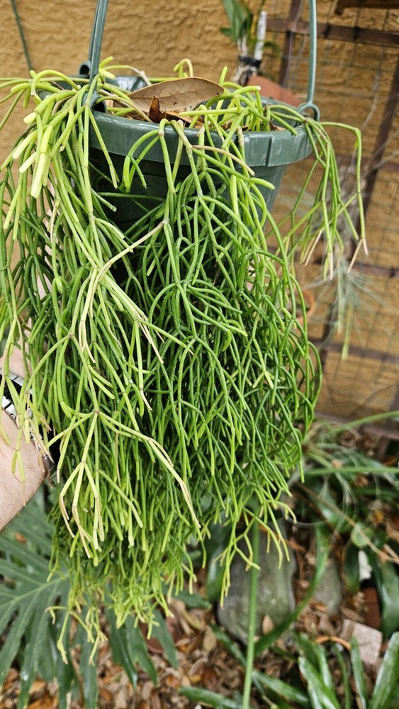 Rhipsalis clavata-Orchid Cactus-Thick Flowing Branches