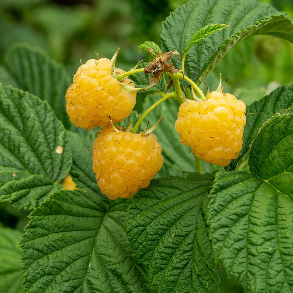 3 Fall Gold Raspberry Plant - Rubus idaeus - Starter Plug