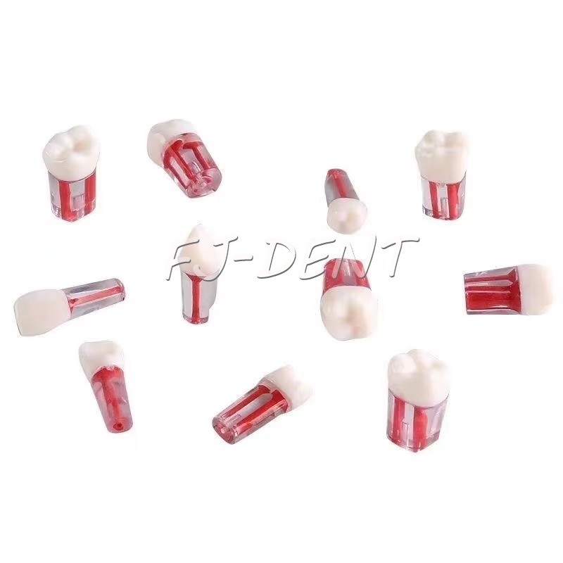 10Pcs Dental Resin Root Canal RCT Practice Model Teeth Pulp Study Natural Size