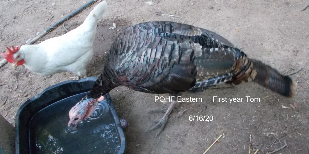 6 Eastern Turkey eggs. Ready to ship now!