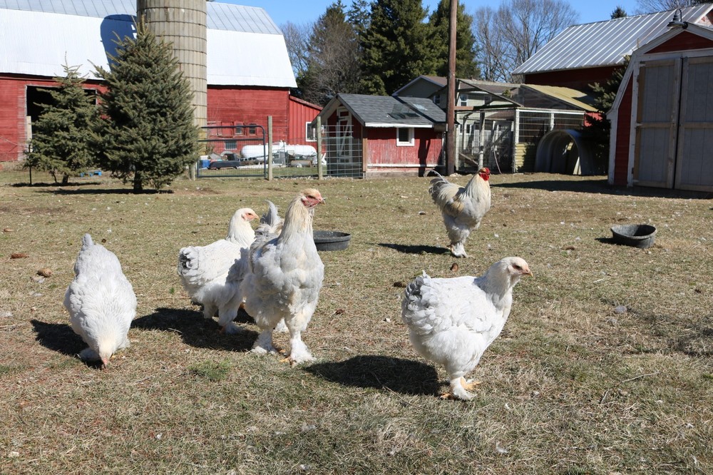 12+ Isabel Large Breed Brahma Hatching Eggs