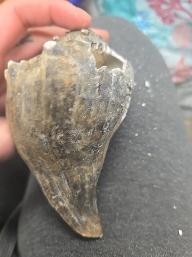 Natural Shell 6.5 Inches Long. Helmut Conch
