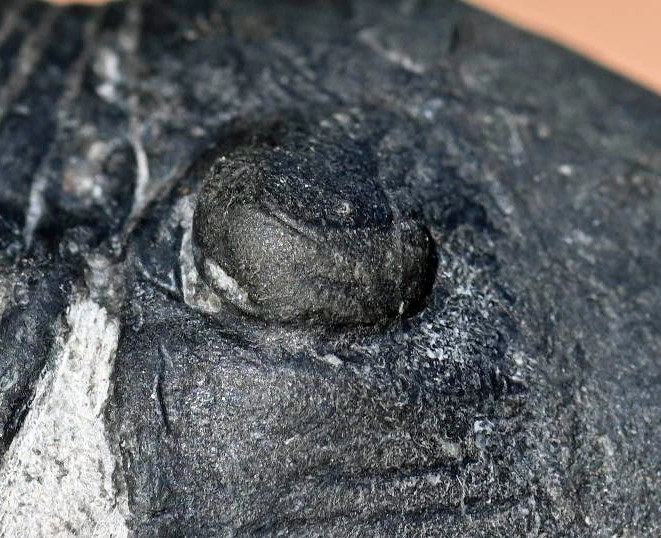 Trilobite Fossil, Paralejurus hamlagdadicus, from Morocco #4