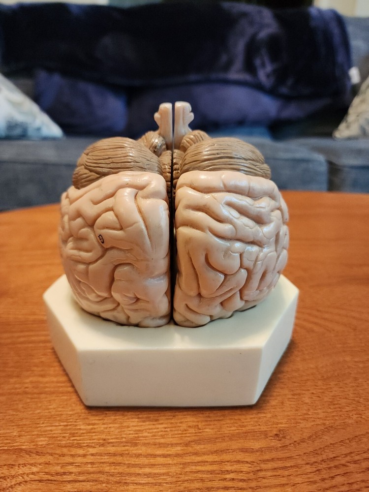 2-Part Brain Model Anatomy Model