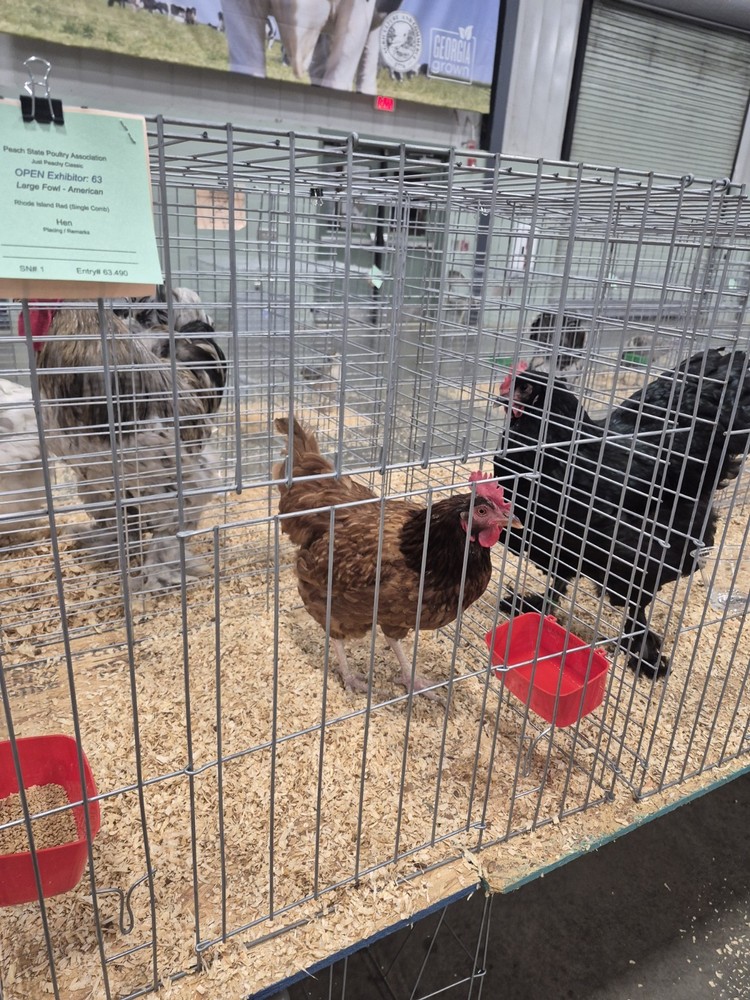 Rhode Island Red hatching eggs 10+ read entire listing