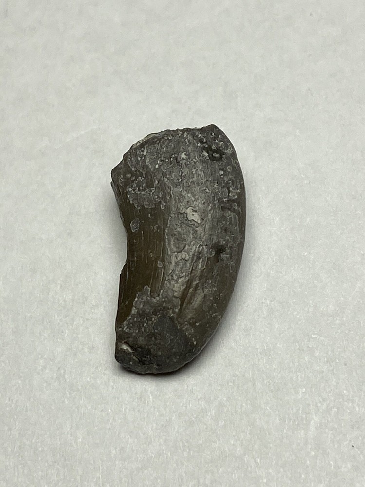 Marshosaurus Tooth Colorado