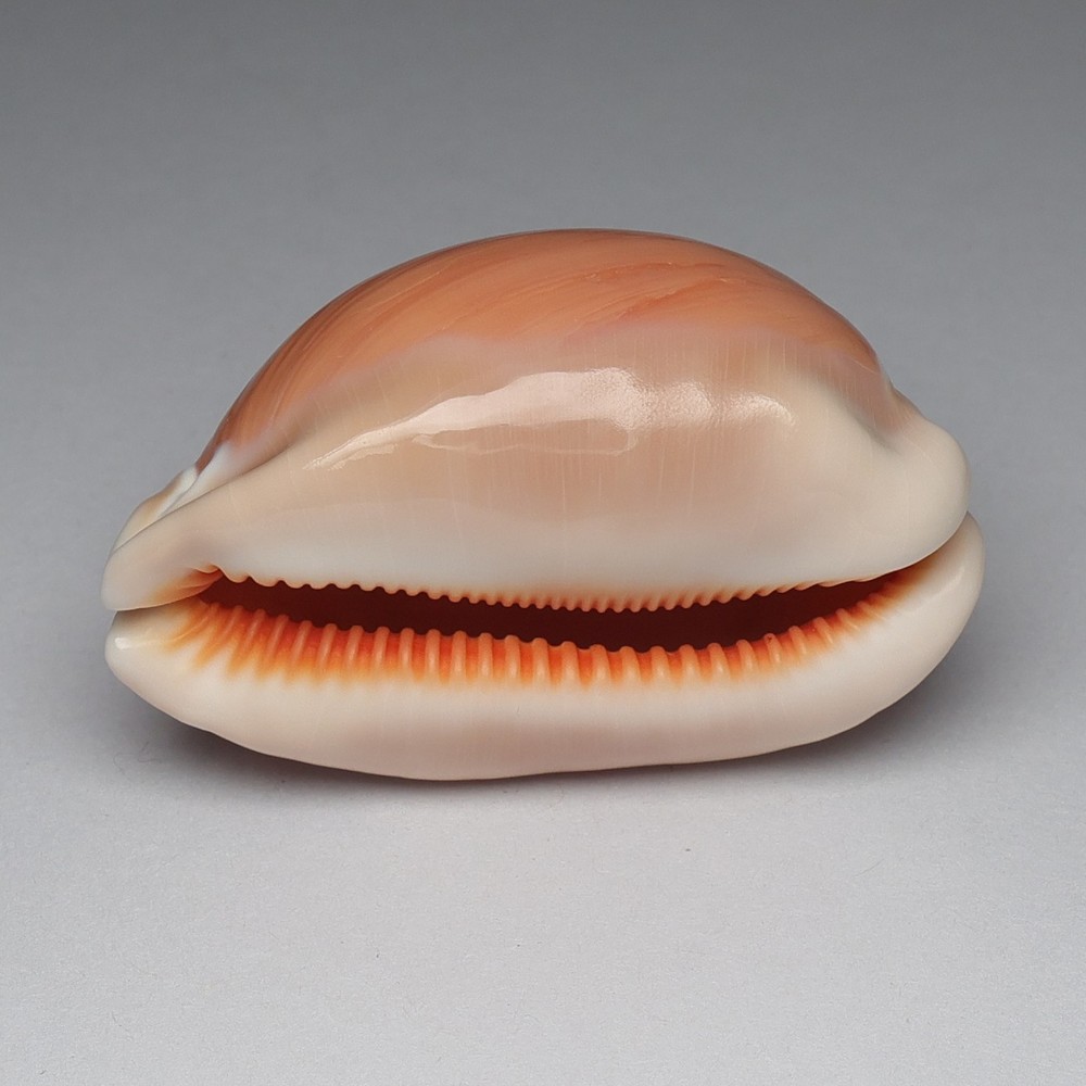 Callistocypraea aurantium 77.3mm shells seashells sea shells 26077B2