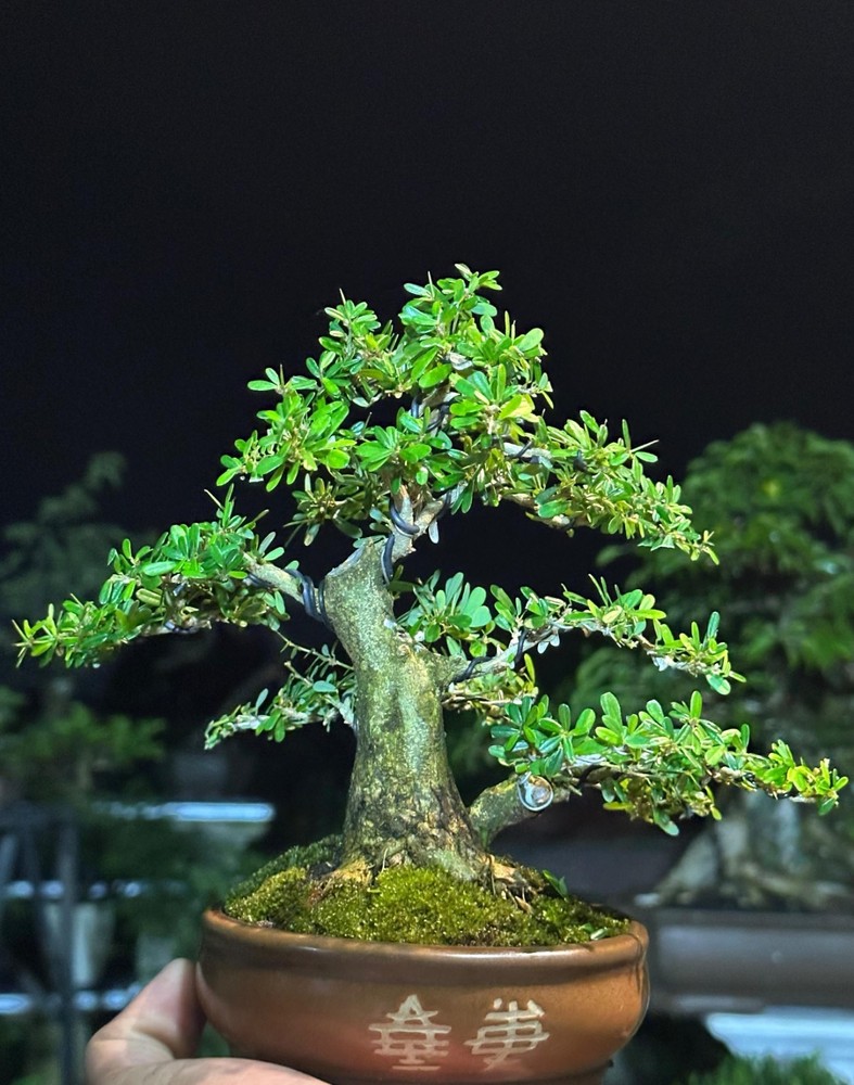 Desmodium - Saengsimbur Living Tree Bonsai Tree