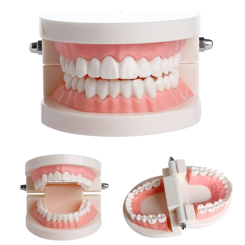 Standard Teeth Model for Kids - Includes Wrenches & Non-Removable Teeth