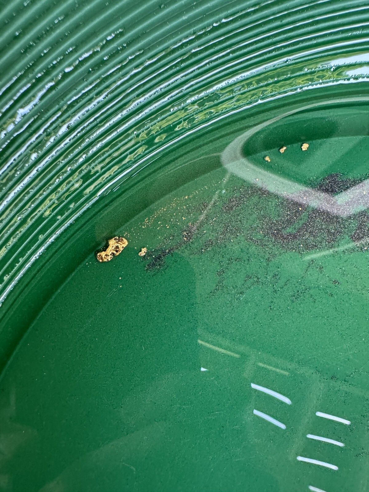 Yuba River Gold Unsearched Paydirt Plus Added Gold Straight from the River rich