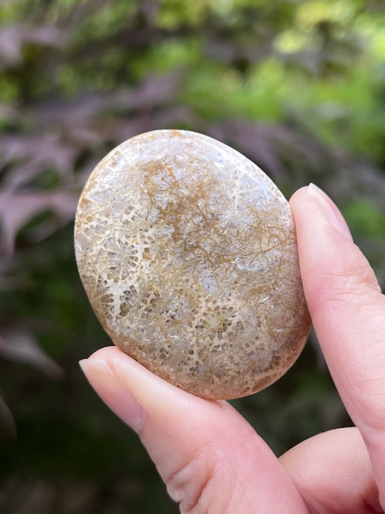 Fossilized Coral Crystal Palmstone AAA+ 37