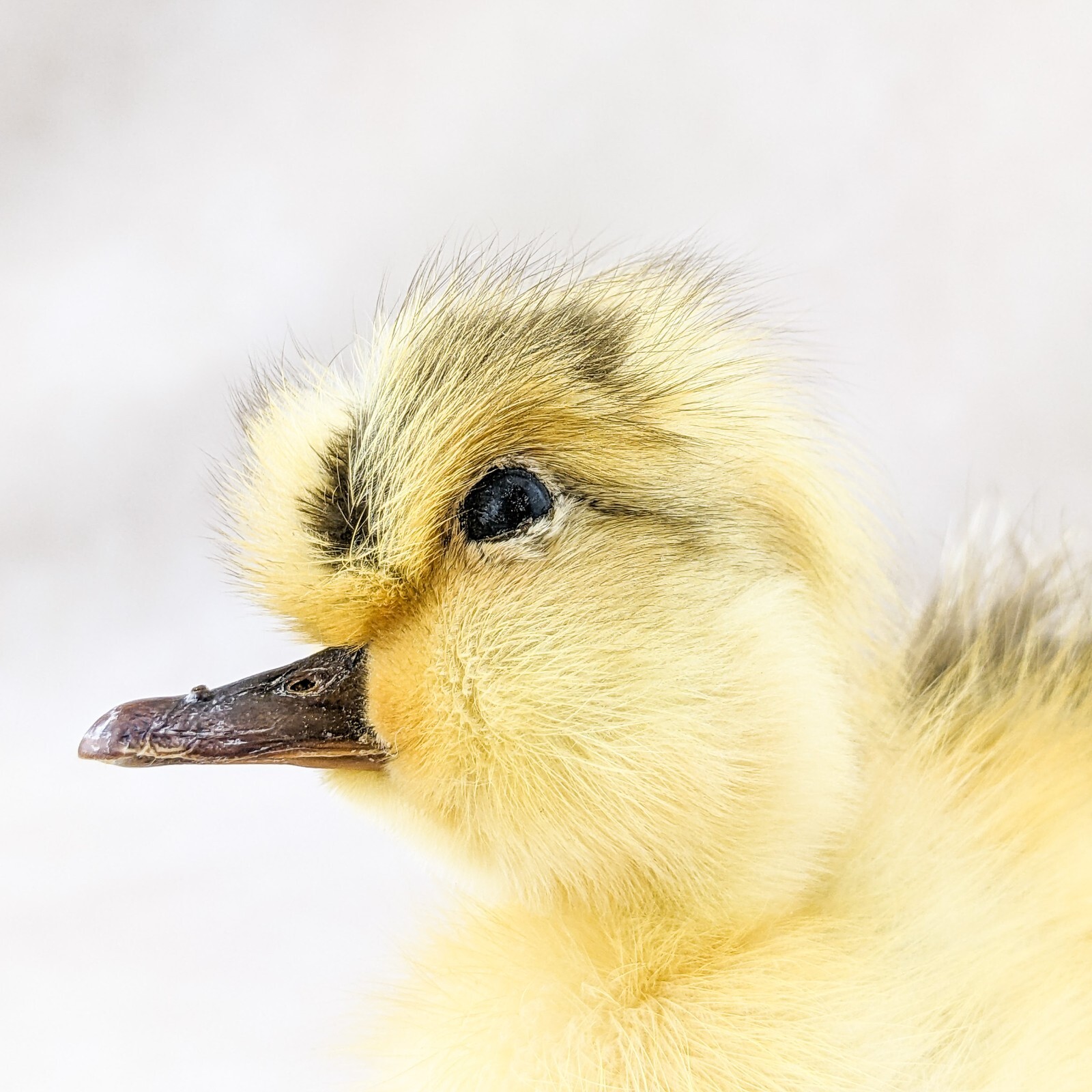 Domestic Duck Duckling taxidermy Collectible Species: A Platyrhynchos domesticus