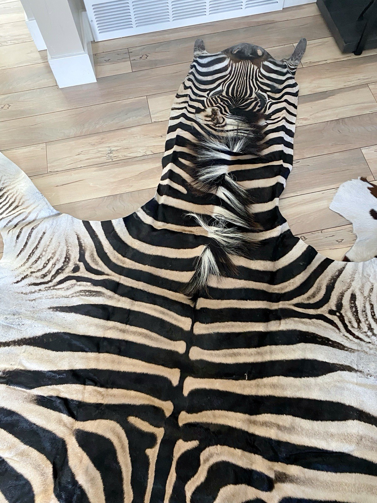 BEAUTIFUL GENUINE EQUUS BURCHELL ZEBRA SKIN RUG HIDE - US SHIPPER