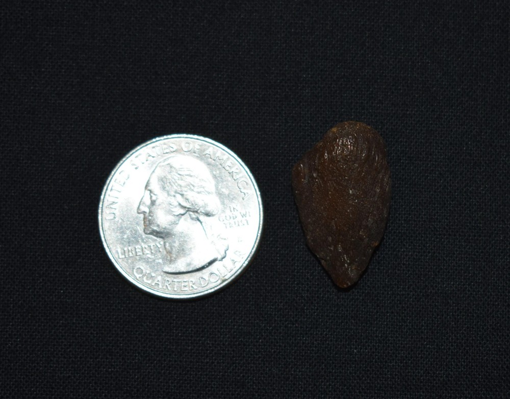 Excellent Small Fossil Tortoise Claw Core/ Toe Bone