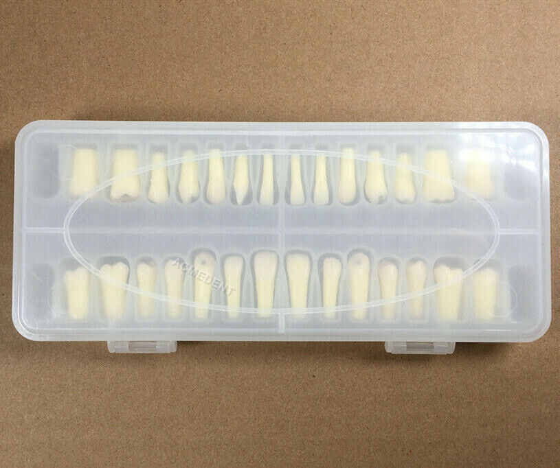 Dental Caries Remove Teeth Decayed Removing Practise Model Dentist Student Test