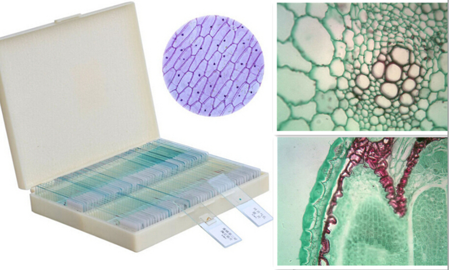 100pcs Prepared Glass Slice Microscope Slides Educational Specimen f School Lab