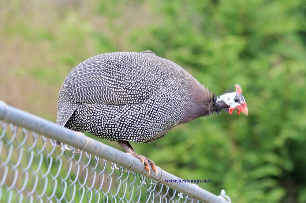 6+ Pearl Guinea Fowl Hatching Eggs