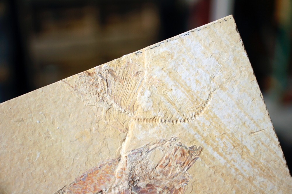 3 Fossil Fish • Complete Knightia eocena • 4.75"