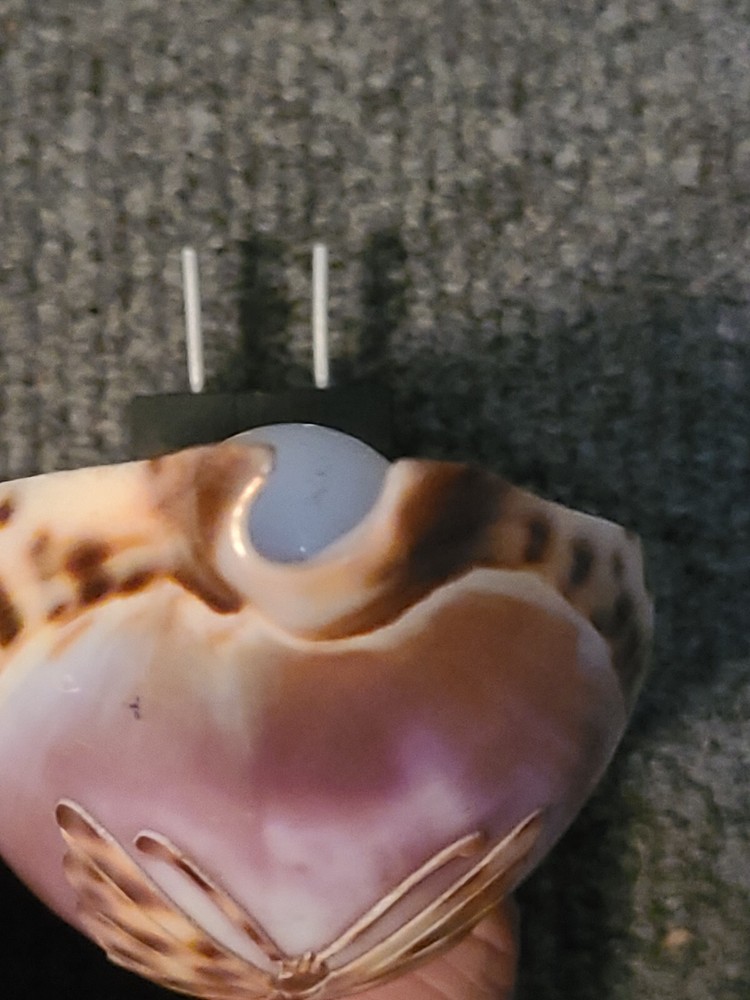 Vintage Seashell Nightlight With Engraved Butterfly