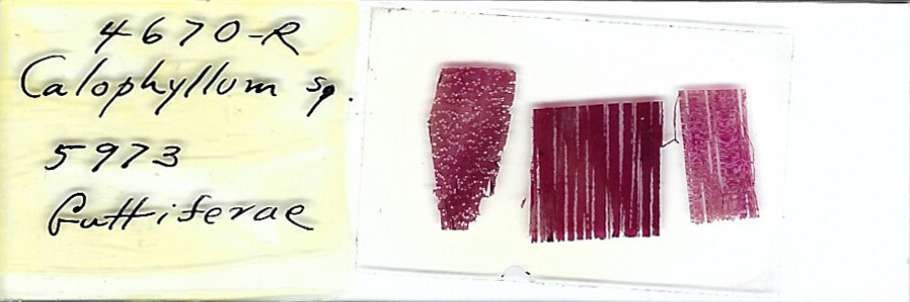 Calophyllum sp. Microscope Slide