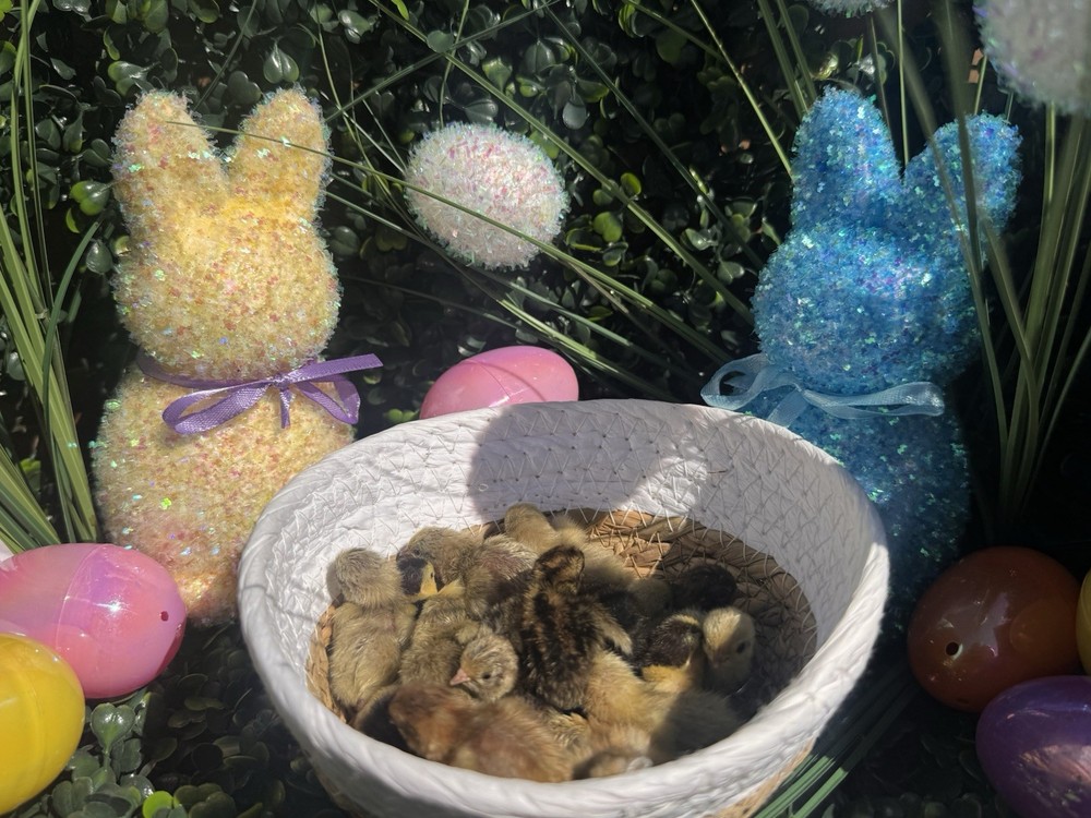 Button Quail hatching eggs