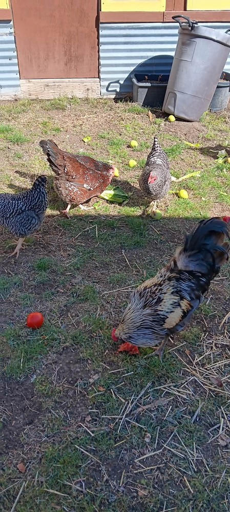 14 Hatching Chicken Eggs Plus 2 Ducks Eggs