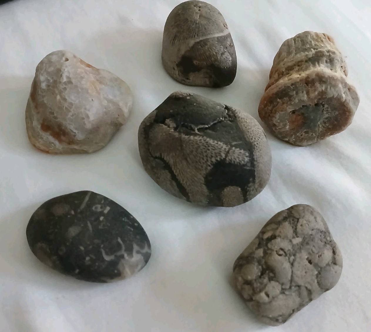 6 pc Lake Michigan Fossils Lot • 1 lb Unpolished Natural Beach Finds