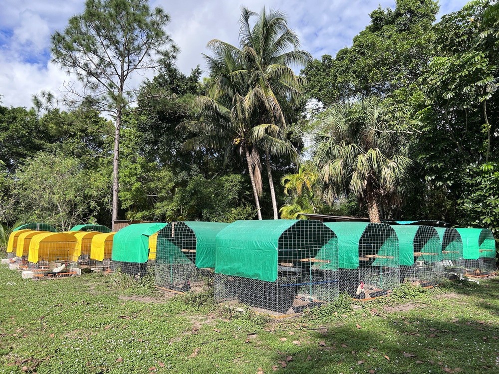 6 Plus Hatching Eggs