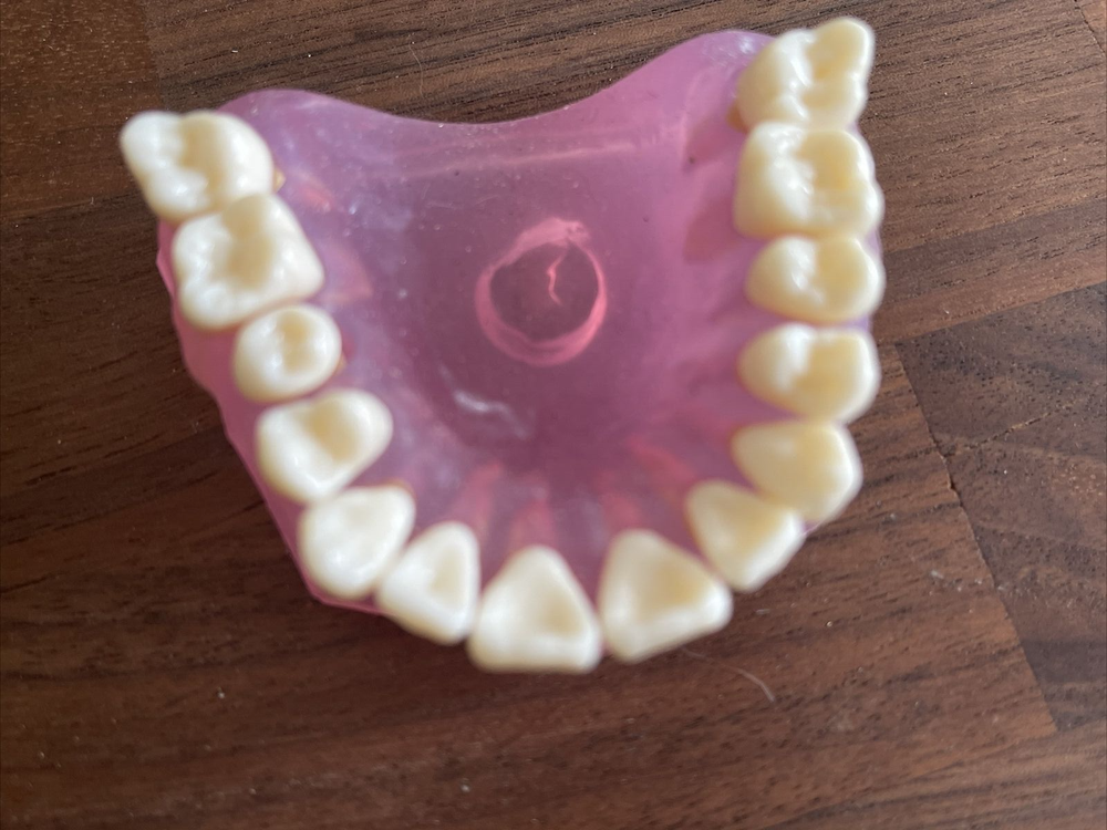 DENTAL TYPODONT UPPER Removable Teeth Soft Oral Demonstrating Practice ODDITIES