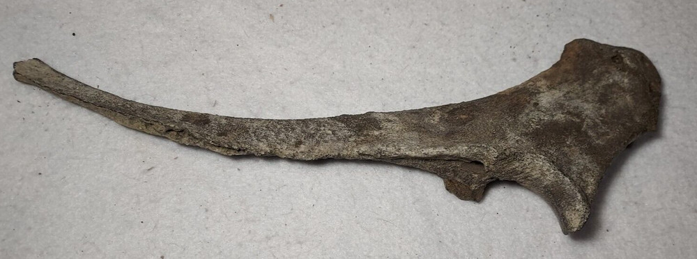 Ice Age Bison Ulna Bone Fossil