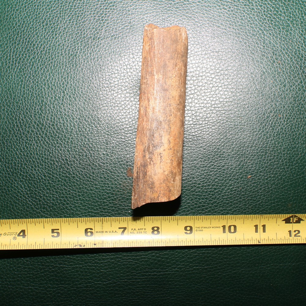 Dinosaur Rib Section Bone Fossil - Authentic - Hell Creek Formation - Gorgeous