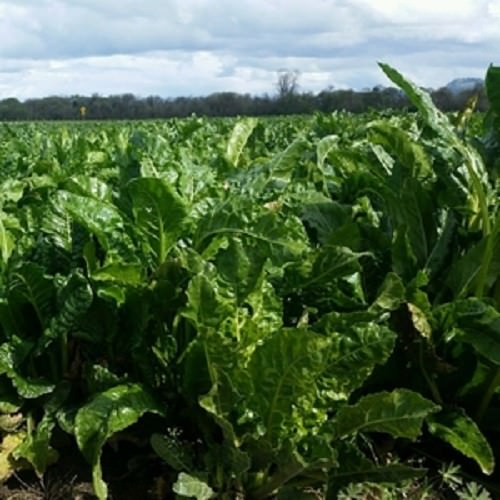 JACKPLOT DEER & WILDLIFE Food Plot Seed 5 lbs (1 acre) Turnip, Clover, Brassica