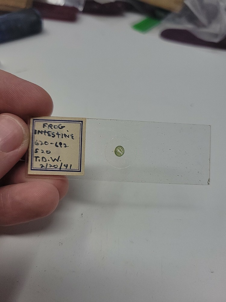 Vintage Microscope Slide 1941