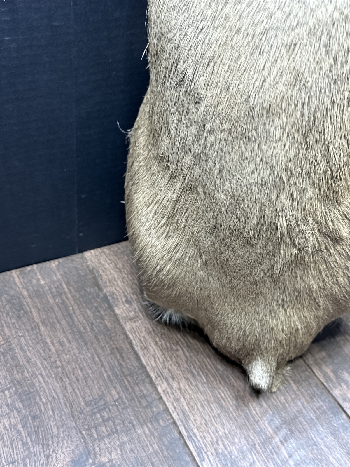 Nice 6 Point Whitetail Deer Buck Shoulder Mount Taxidermy