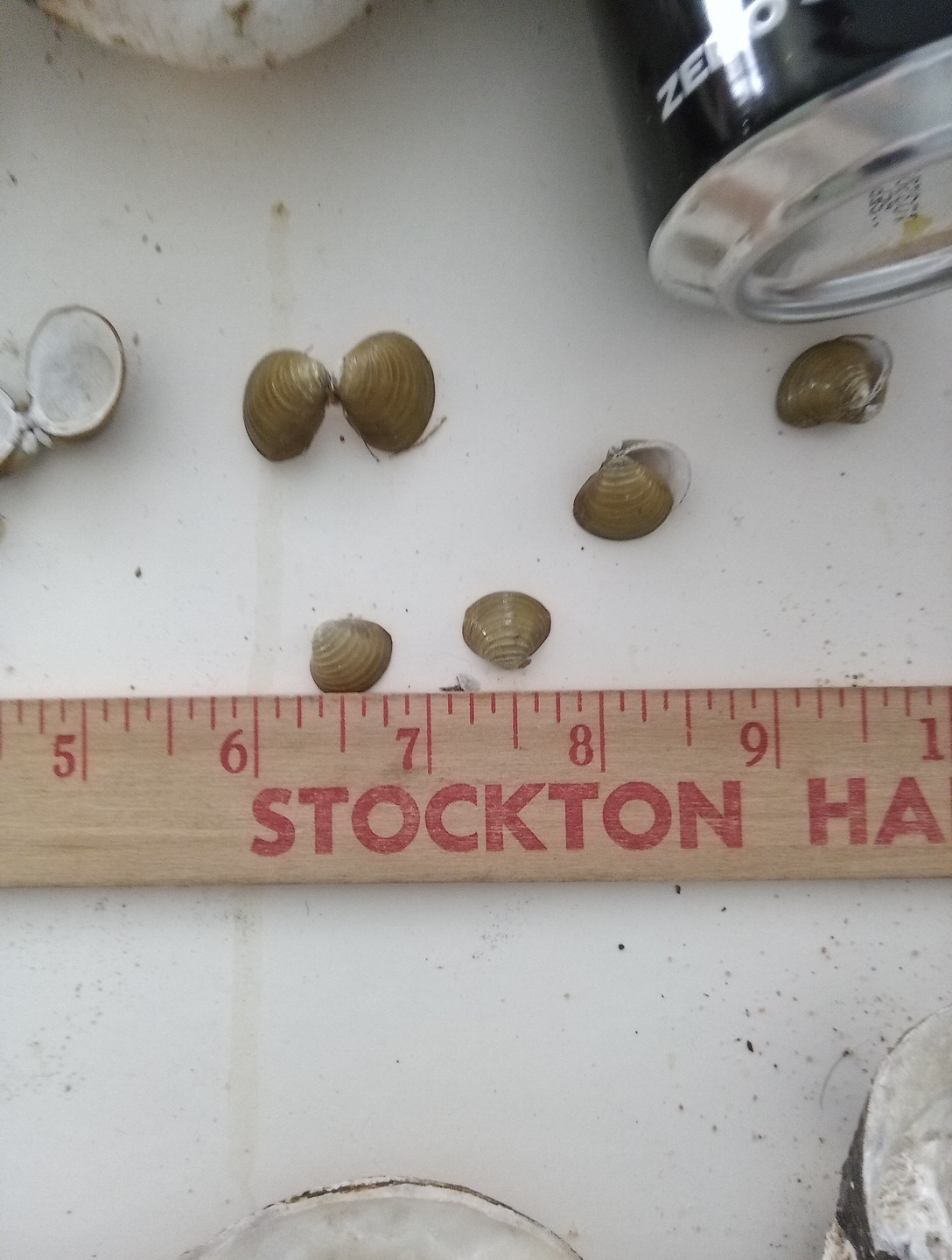 Lot Of Mississippi River Clam Shells,Mother of Pearl,Crafts,Aquariums