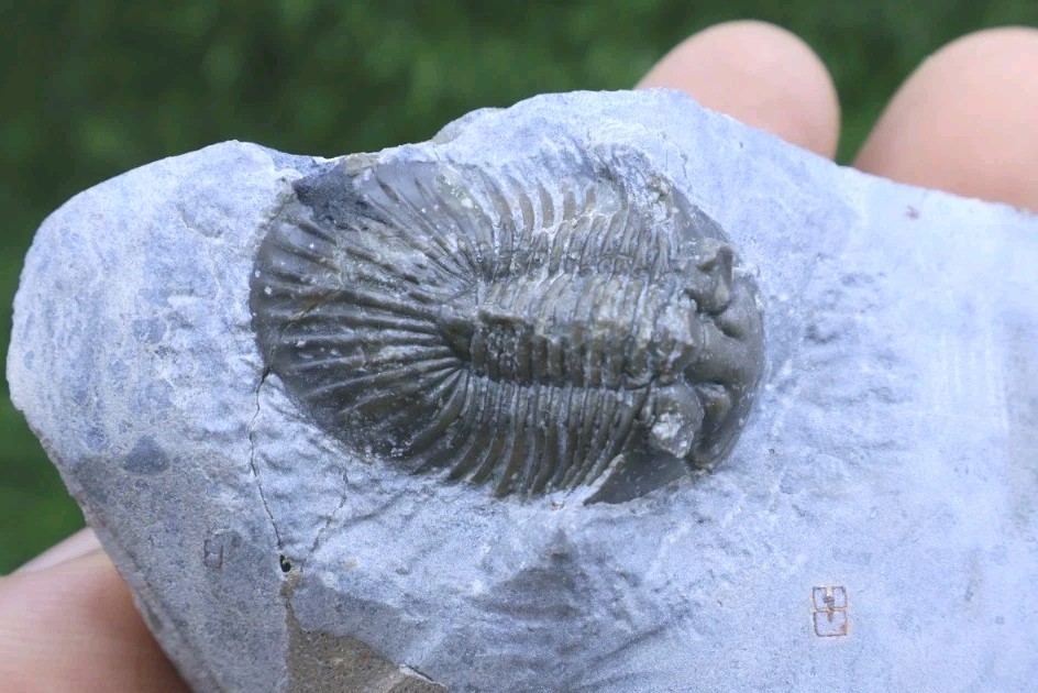 Rare Trilobite Scabriscutellum Trilobite Fossil Devonian Trilobite From Morocco