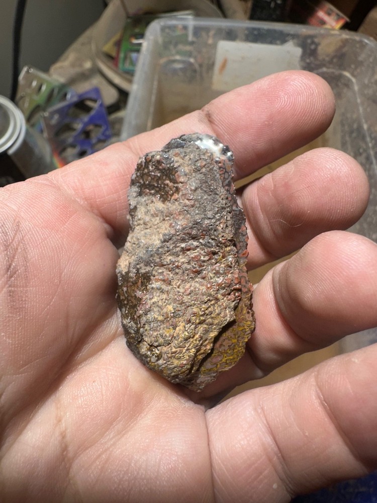 Dinosaur bone rough **hxtled split