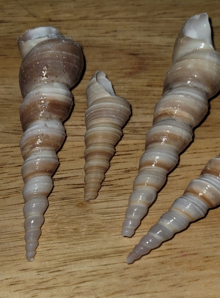 4 Spire Shape Natural Seashells