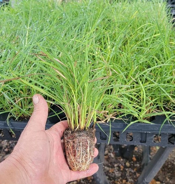 ( 1 ) - Fire Dragon Maiden Grass ( miscanthus ) - Starter Plants ( 4m )