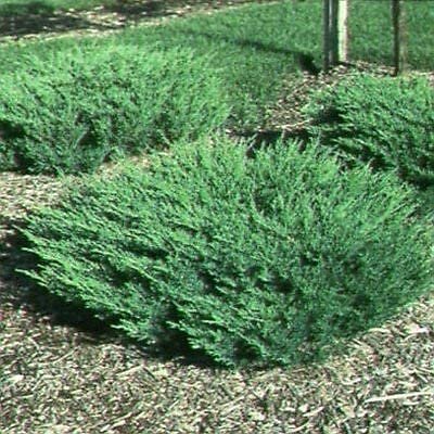 Juniper Andorra Compacta - Live Plants - Juniperus Horizontalis - Drought...
