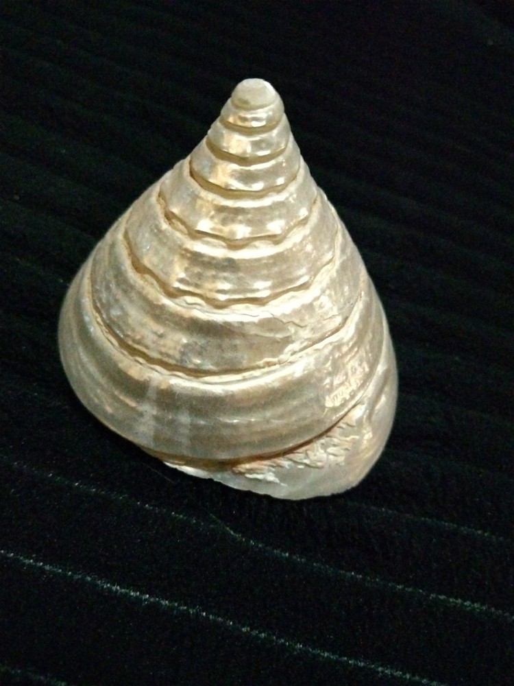 Pearl Trochus Shell 2"