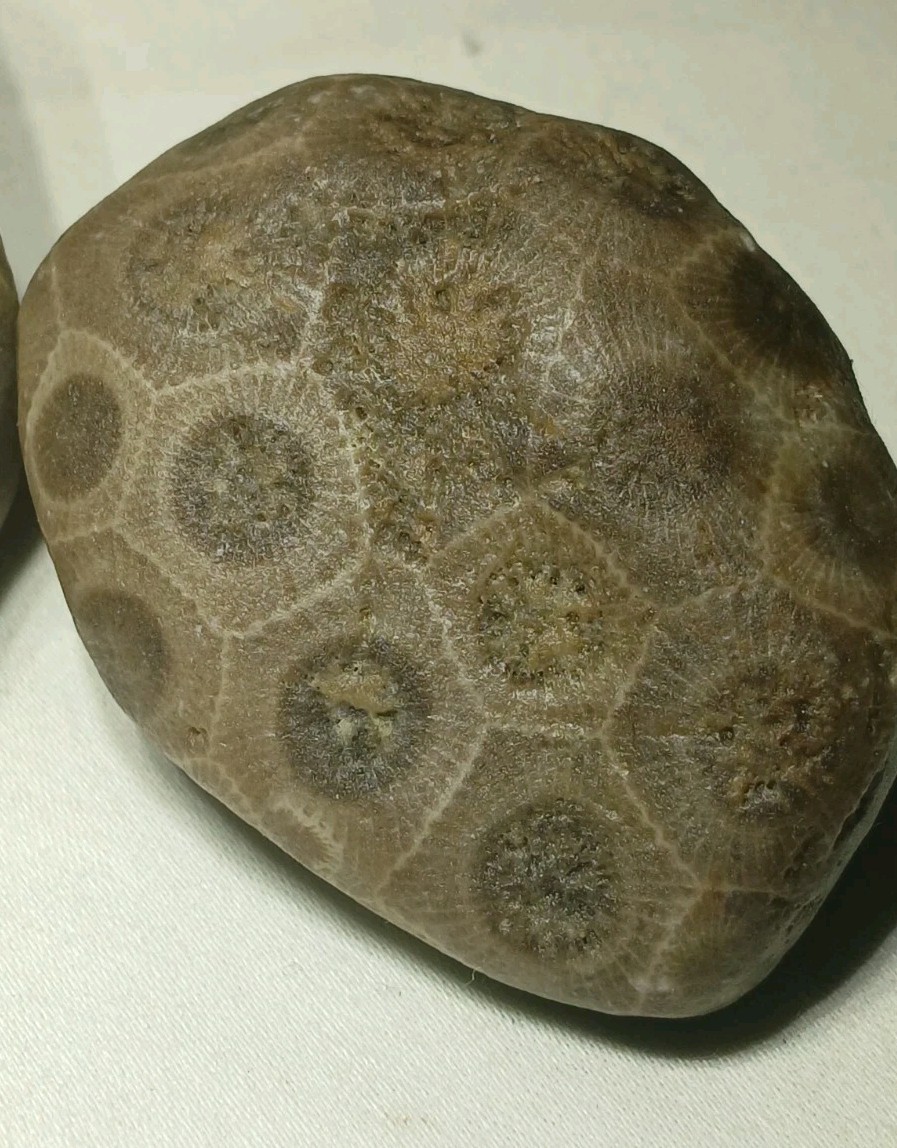 Natural Michigan Petoskey Stones • 4pc Unploshed • Great Lakes Fossil Coral