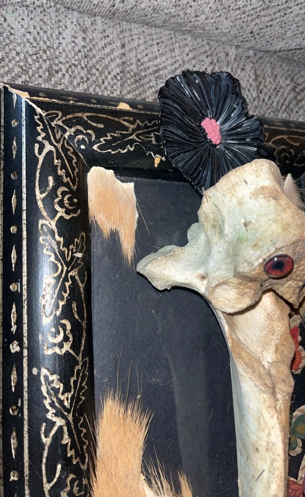 Cow Creature Vertebrae Bone Oddity OOAK Sideshow Gaff