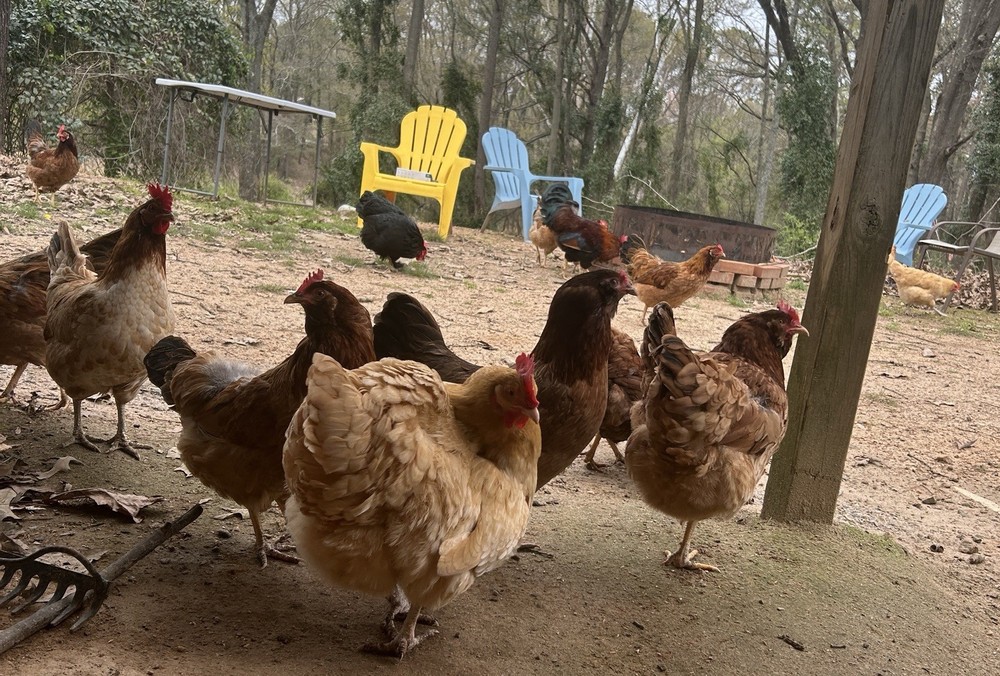 BYM Large Fowl Dozen Hatching Eggs