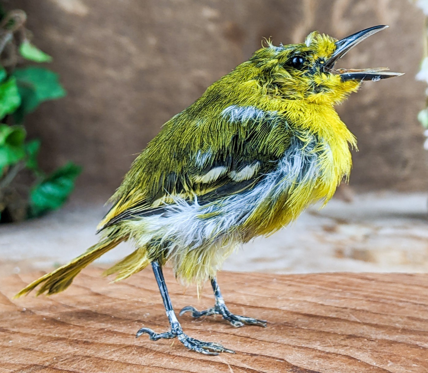 Iora bird taxidermy Bird Specimen oddities taxidermy curiosities oddities craft