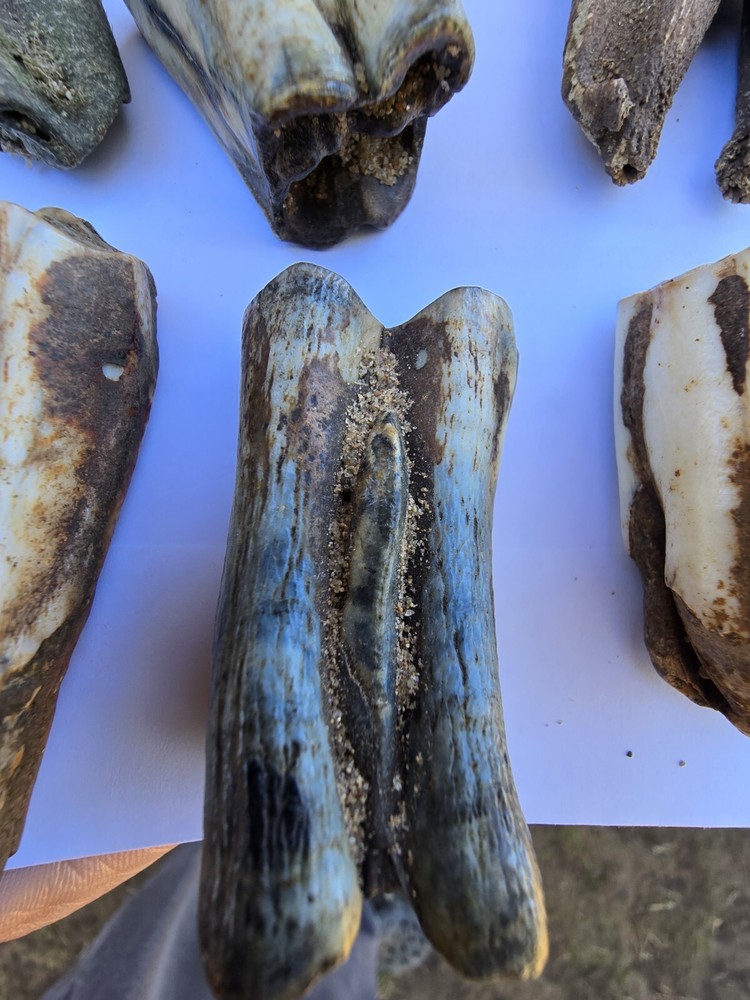 Fossil Bison Teeth Lot