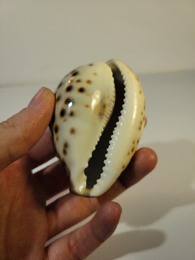 Hand Picked Cyprae Tigris Shell