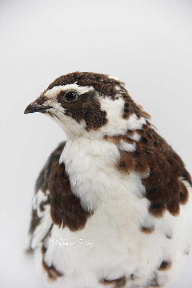 100+ Coturnix Quail Hatching Eggs