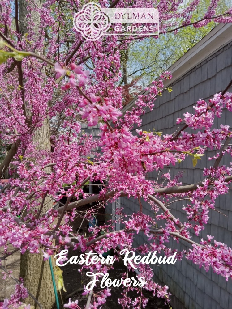 Eastern Redbud Tree (Cercis canadensis) - Pink Spring Blooms - Multiple Sizes