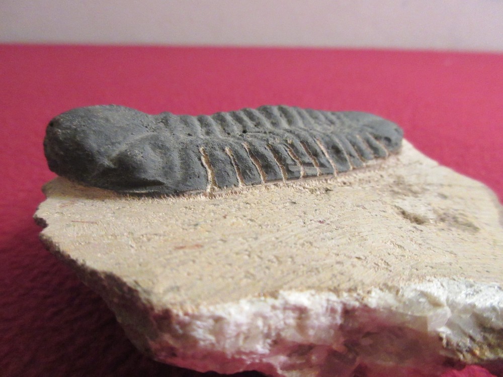 Fossil trilobite 9.2oz